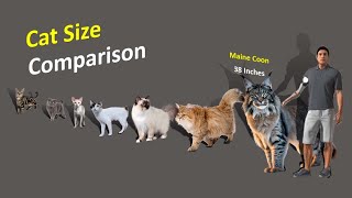 Cat Size Comparison  Different country cat breed Size Comparison [upl. by Ecinom94]