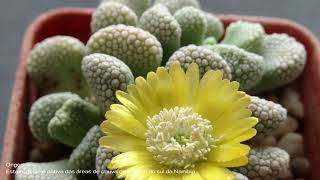 Titanopsis schwantesii uma planta suculentas linda e muito rara do sul da Namíbia [upl. by Derte]