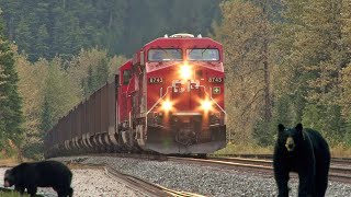 Trains and Bears on Rogers Pass [upl. by Kelton366]