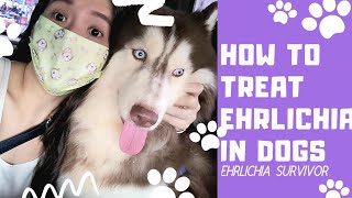 EHRLICHIA IN DOGS  HOW TO TREAT THIS TICK BORNE DISEASE [upl. by Assennev]