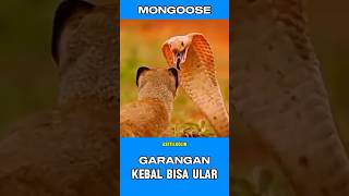 GARANGAN KEBAL BISA ULAR duniahewan mongoose animals kehidupanhewan alamliar garangan shorts [upl. by Cedric]