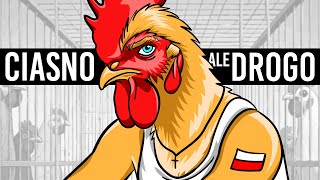 CHÓW KLATKOWY POLAKÓW 🐔🐔🐔 [upl. by Rettuc544]