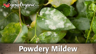 Powdery Mildew  Organic Gardening [upl. by Ybbob]