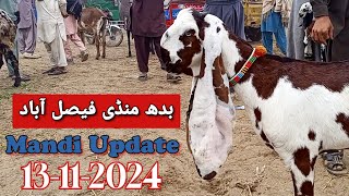 Today Latest Update Faisalabad Bakra Mandi ≡03202074411≡ 13112024 [upl. by Cagle]