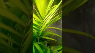 Chamadorea elegans plant ☘️gardenning naturelover ytshorts [upl. by Kcirtapnhoj630]