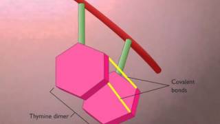 3 Thymine Dimers Formation and Repair [upl. by Coray72]