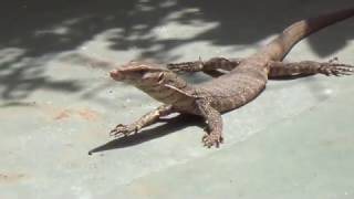 Indian monitor lizard Found my Outside Home also Known As Ghorpad in Maharashtra [upl. by Zug111]