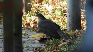 Krogulec Accipiter nisus z upolowanym szpakiem Sturnus vulgaris [upl. by Rosenblatt]