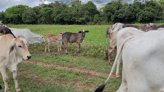 ⚠️DOBRAR A PRODUÇÃO BOVINA EM UMA PEQUENA PROPRIEDADE DESCUBRA A ESTRATÉGIA AGORA [upl. by Arabelle]