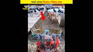 ফার্মে গোবর কিভাবে পরিষ্কার করে  শিক্ষার পথ shorts cowfarm [upl. by Averat139]