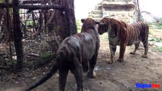 Malabon Zoo  Tigers Fighting [upl. by Gottuard]