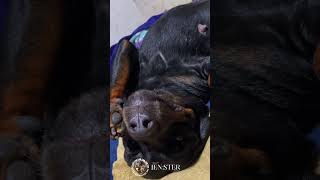 ජෙනී බබා 🥺 jenitimittor rottweiler jenster pets rottweilerdog doglover rottweilerpuppy [upl. by Stearns786]