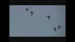 Oiseaux en vol le Canard piletwmv [upl. by Faunia]