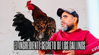 El Ingrediente secreto de los GaIIinos [upl. by Nozicka945]