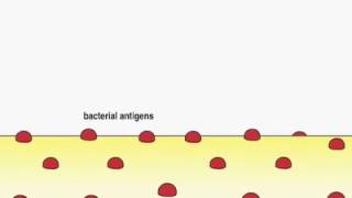 C3 convertase immunology [upl. by Lledo539]