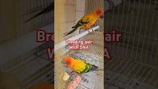 Sunconure breeding pair birds sunconure grey ssbirdlovers [upl. by Idurt540]