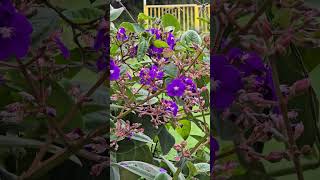 💜TIBOUCHINA URBILLEANA 🧡CROCOSMIA CRCOSMIIFLORA 🤍LIRIO [upl. by Ramas]