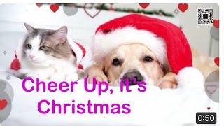 Doggie and kitty dont know what to do in Christmas [upl. by Haseena]