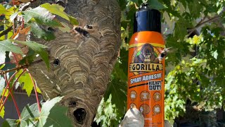 Gorilla glue spray adhesive vs Hornet nest gluing yellow jackets [upl. by Beret90]