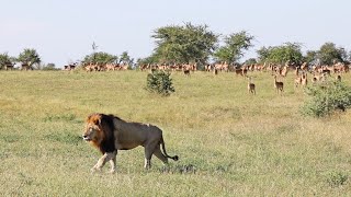 2 LEOPARDS A GOWRIE Male and 100 ELEPHANTS [upl. by Janeva]