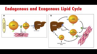 Lipoprotein Metabolism Lecture 2 Exogenous and endogenous lipid cycles [upl. by Nielson]