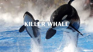 Orca  Killer whale  World Of Animals [upl. by Adirem]