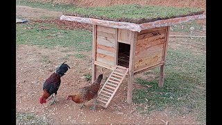 Build your own simple cost effective chicken coop with a thatched roof made of grass [upl. by Arlana]