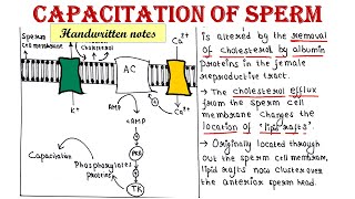 Capacitation of sperm  Developmental Biology [upl. by Colby]