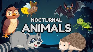 Nocturnal Animals For Kids  Curious Learning Adventure For Children [upl. by Yelrac466]