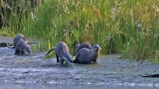 River Otters Playing at the Russian River in California [upl. by Jurgen810]