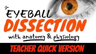 Cow Eye or Sheep Eyeball Dissection Steps Quick Teacher Tutorial [upl. by Ainessej791]