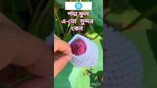 পদ্ম ফুল Lotus Flowers A Stunning Floral Display nature garden trending shorts [upl. by Aicenev]