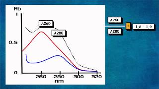 Cuantificación de ADN por absorbancia UV paso a paso [upl. by Nitsyrc37]