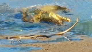 Black Mamba Tries to Escape Crocodile [upl. by Allister811]