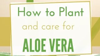 elovera plant care tips ☘️pleasesubscribe naturelovers [upl. by Dorcea137]