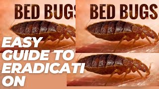 Easy Guide to Bedbug Eradication [upl. by Irish993]