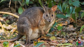 Pademelon Footage Red legged Red necked and Tasmanian [upl. by Melena328]