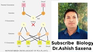 What is the genotype and phenotype ratio of a monohybrid cross [upl. by Zitella]