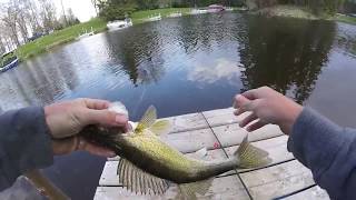 Spring Walleye Fishing at GreenWater SK [upl. by Osborne502]