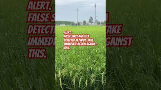 Alert false smut and tela in paddy farming agriculture fartilizer fungicide insecticide pr126 [upl. by Tamis91]