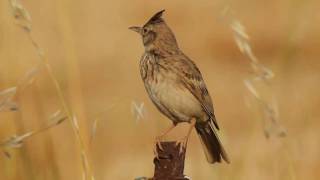 Kuifleeuwerik  Galerida cristata  Crested Lark [upl. by Suiramed466]