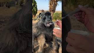 Blind baboon LOVES a yoghurt treat 🤤🥰 funnyanimals cuteanimals foodlover cute [upl. by Emmeram]