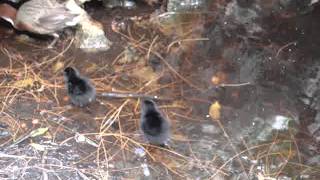 Aldabra Rail and chicks [upl. by Terencio]