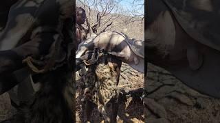 African Hadzabe Hunters Successfully Hunt a Huge Antelope [upl. by Letsyrhc]