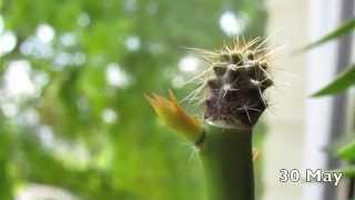 Grafting San Pedro cacti on a Pereskiopsis [upl. by Oicapot]