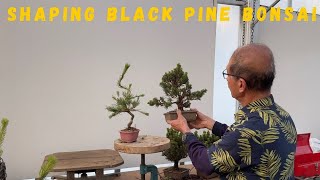 Shaping Black Pine Bonsai [upl. by Golub]