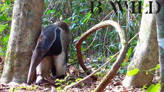 Brazilian Wildlife  Giant anteater Tayra Jaguarundi Toucan Maned Wolf Capybara Grison Paca [upl. by Aritak965]