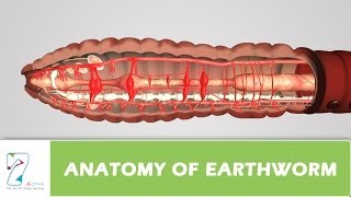 Anatomy Of Earthworm [upl. by Julianna]