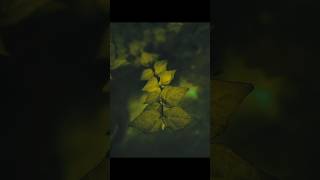 Leaf Photography Tutorial leaf photography tutorial shorts photographytips [upl. by Nahtiek]