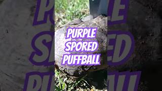 Purple Spored Puffball Mushroom🍄 foraging mushrooms fungi mycology mushrooms puffball spores [upl. by Rafael242]